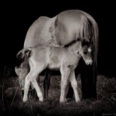 Anden særlig race April