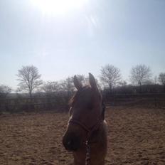 Quarter Pocos flying Girl 