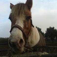 Anden særlig race Tessa