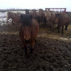 Islænder Dúdda Fra Meldgaard