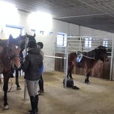 Islænder Dúdda Fra Meldgaard