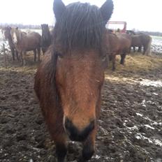 Islænder Dúdda Fra Meldgaard