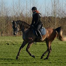 Arabisk fuldblod (OX) Wincent (SOLGT)