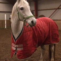 Anden særlig race Gadehøjs Caridee Himmelhest