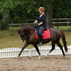 Anden særlig race Honey (Har redet)