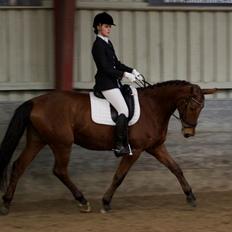Dansk Varmblod Grusgård's Moon Light