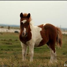 Anden særlig race Askepot (Potten)