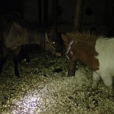 Anden særlig race Askepot (Potten)