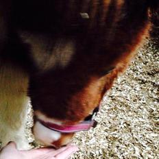 Anden særlig race Askepot (Potten)