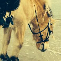 Fjordhest Strandlund's Pondus <3