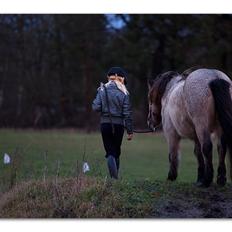 Islænder Goðadís frá Lárkoti