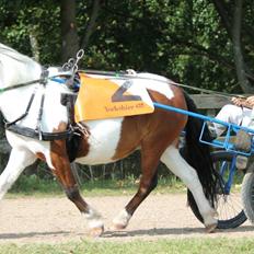 Shetlænder Smilla #Den farlige biavler! xD#