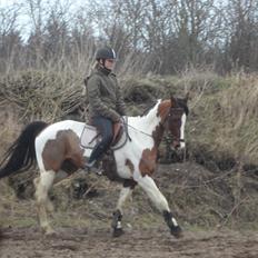 Pinto Santana (Indianer Hesten)