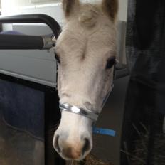 Welsh Pony (sec B) Speedy Gonzarles