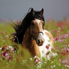 Tinker Cillbarra Golden Vale AVLSHINGST