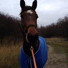 Dansk Varmblod Steensgaards Luna