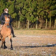 Anden særlig race Lukas