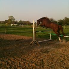 Hollandsk Sportspony nancy