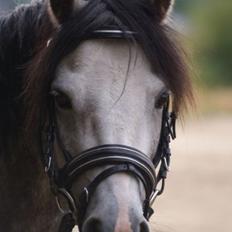 Welsh Pony (sec B) Korreborg's Barolo (SOLGT) :'(<3