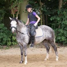 Welsh Pony (sec B) Korreborg's Barolo (SOLGT) :'(<3