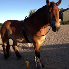 Belgier Alberte af toftebo (Berte) R.I.P smukke tøs