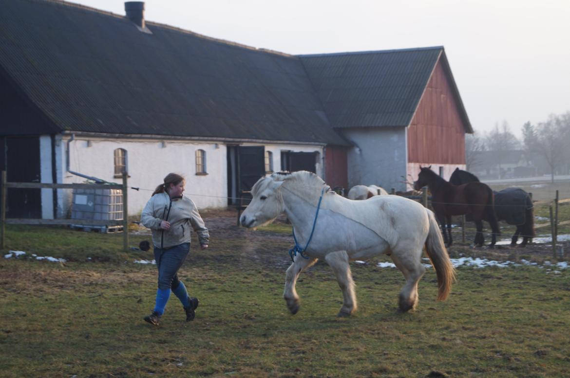 Fjordhest Tempo billede 19
