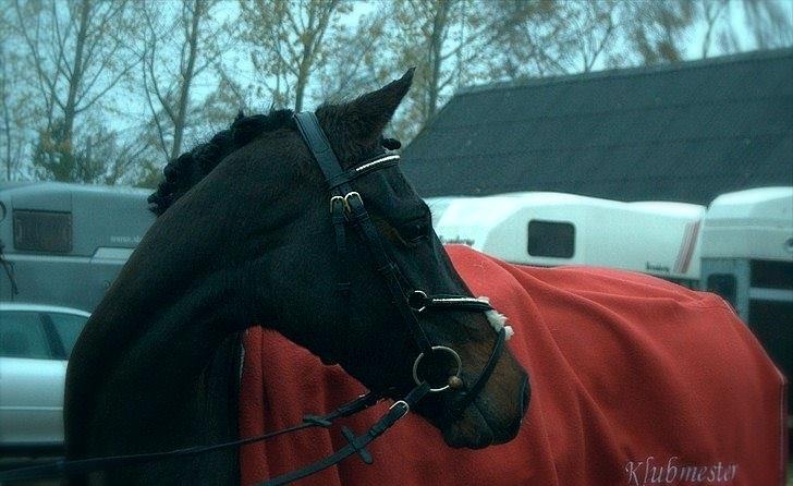 DSP Day-lights naomi - smukke første stævne Championat
Billed:www.mathilde-photography.tk) billede 28