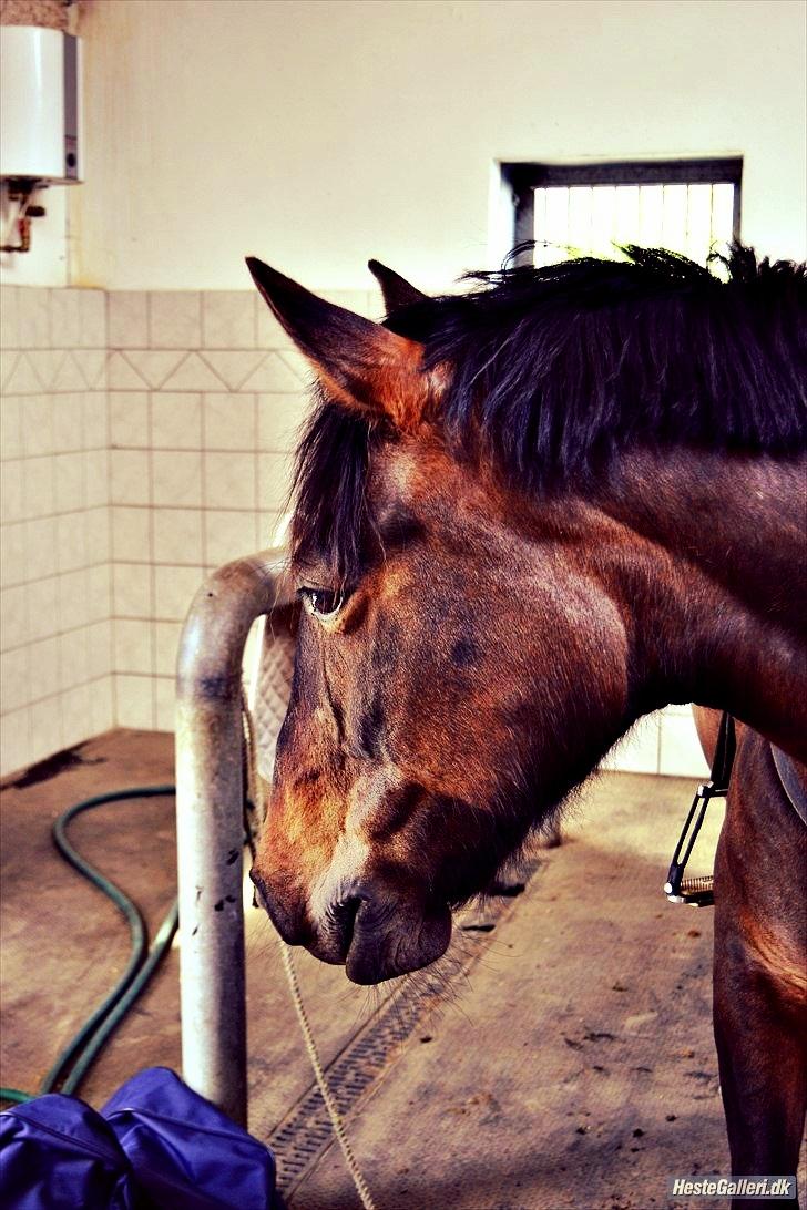 Hollandsk Sportspony JOLANDA SOLGT <3 - SMUK!!!!
Billed: Mathilde-photography.tk billede 35