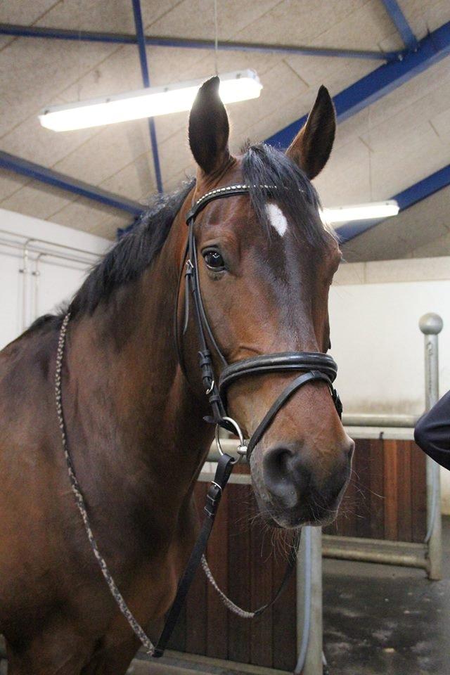 Holstener Monokrat Essenbæk - Monty - Den smukkeste skat efter vores sidste ridetur <3 billede 13