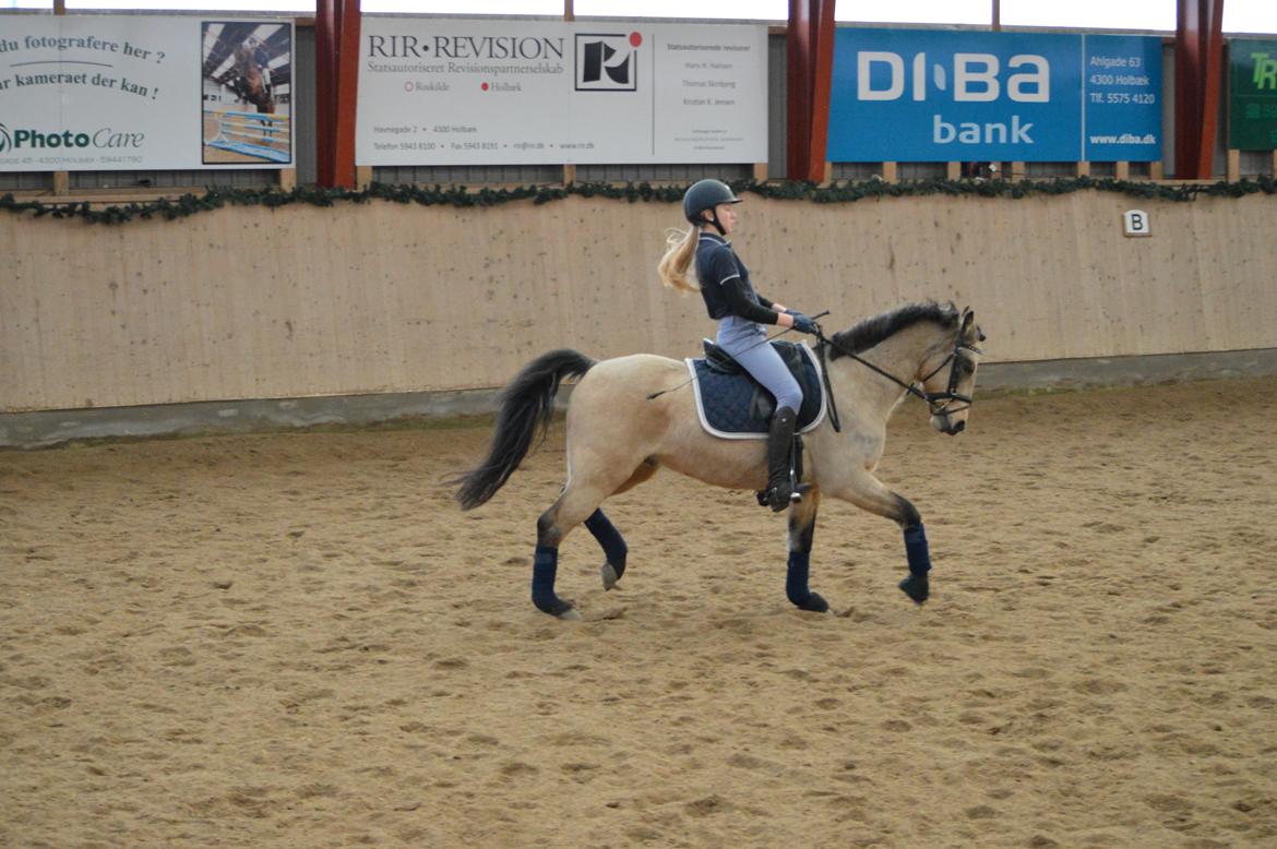 DSP Toojour (Tutter) - billederne er fra første gang jeg prøvede ham <3 billede 4