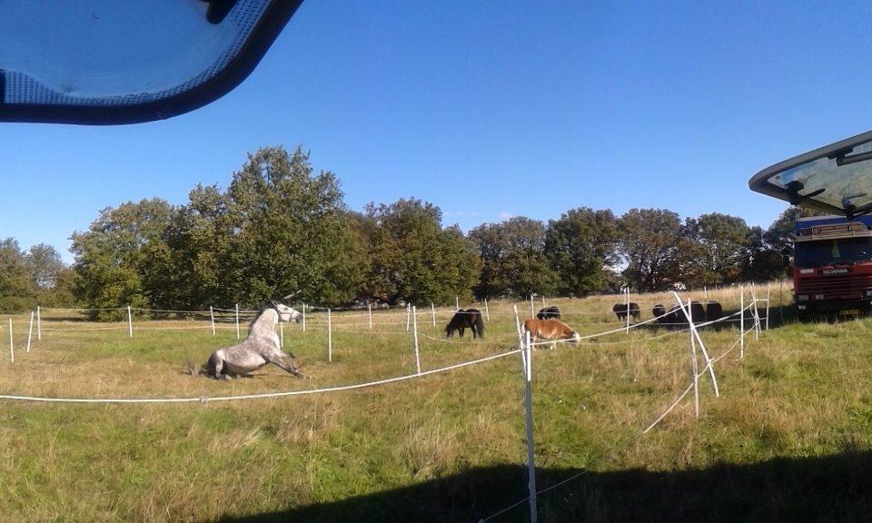 Pura Raza Española Javito 1  *Min Darling* <3 :* - 2013 Landskrona =) billede 19