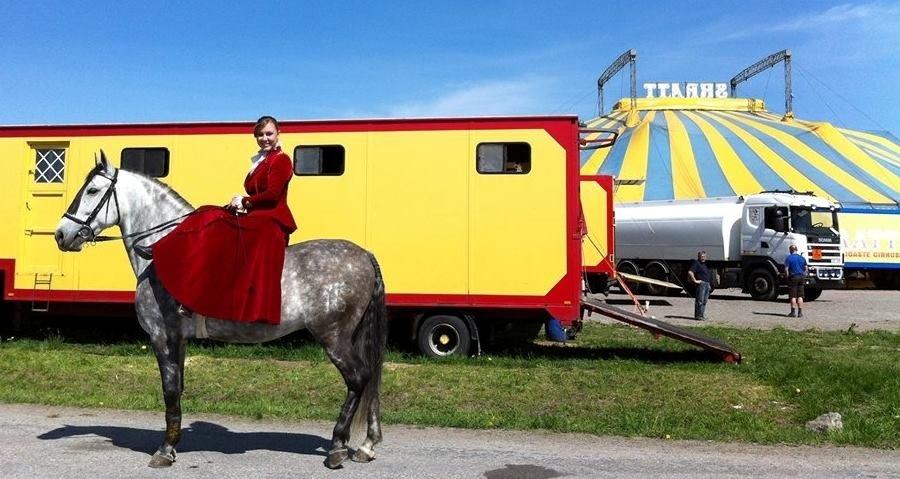 Pura Raza Española Javito 1  *Min Darling* <3 :* - Javito & Jeg på Gärdet i stockholm 2013 billede 4