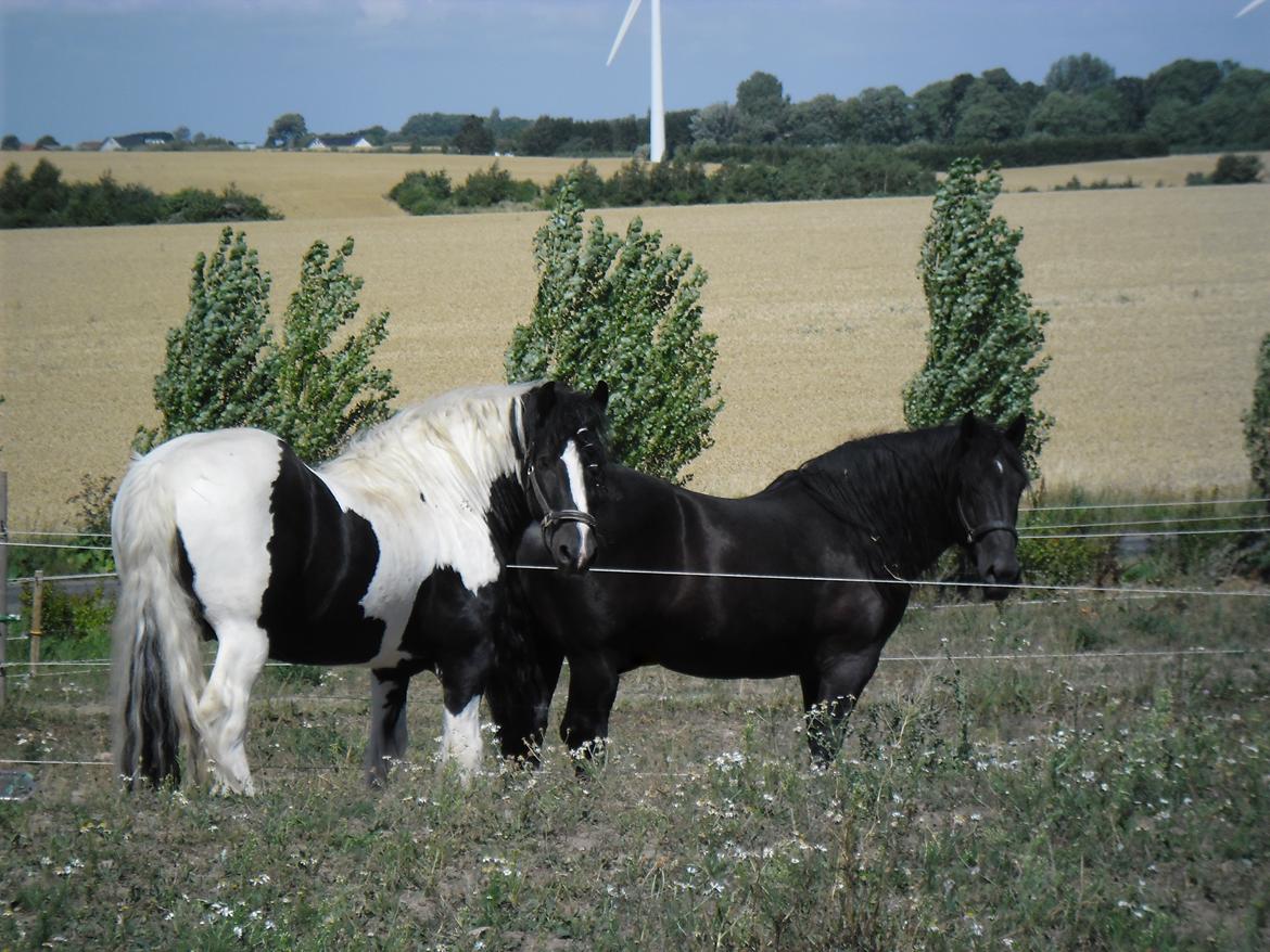 Irish Cob Lord Wellington Of England ( Welle) - Welle og Duglas billede 20