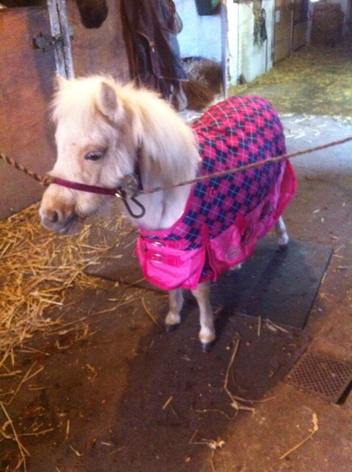 Welsh Partbred (Sec F) Marnows Princess In Pink -tidligere pony billede 14