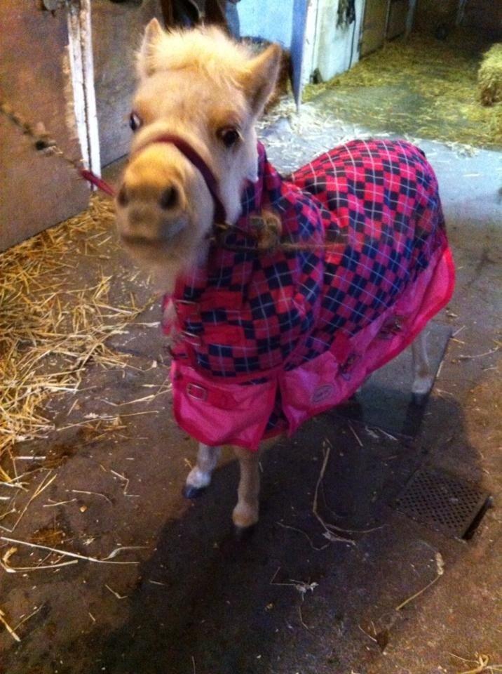 Welsh Partbred (Sec F) Marnows Princess In Pink -tidligere pony billede 15