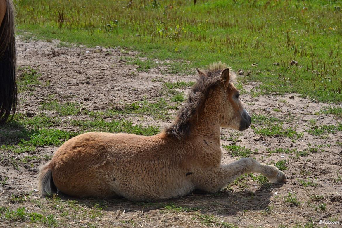 Anden særlig race April billede 1