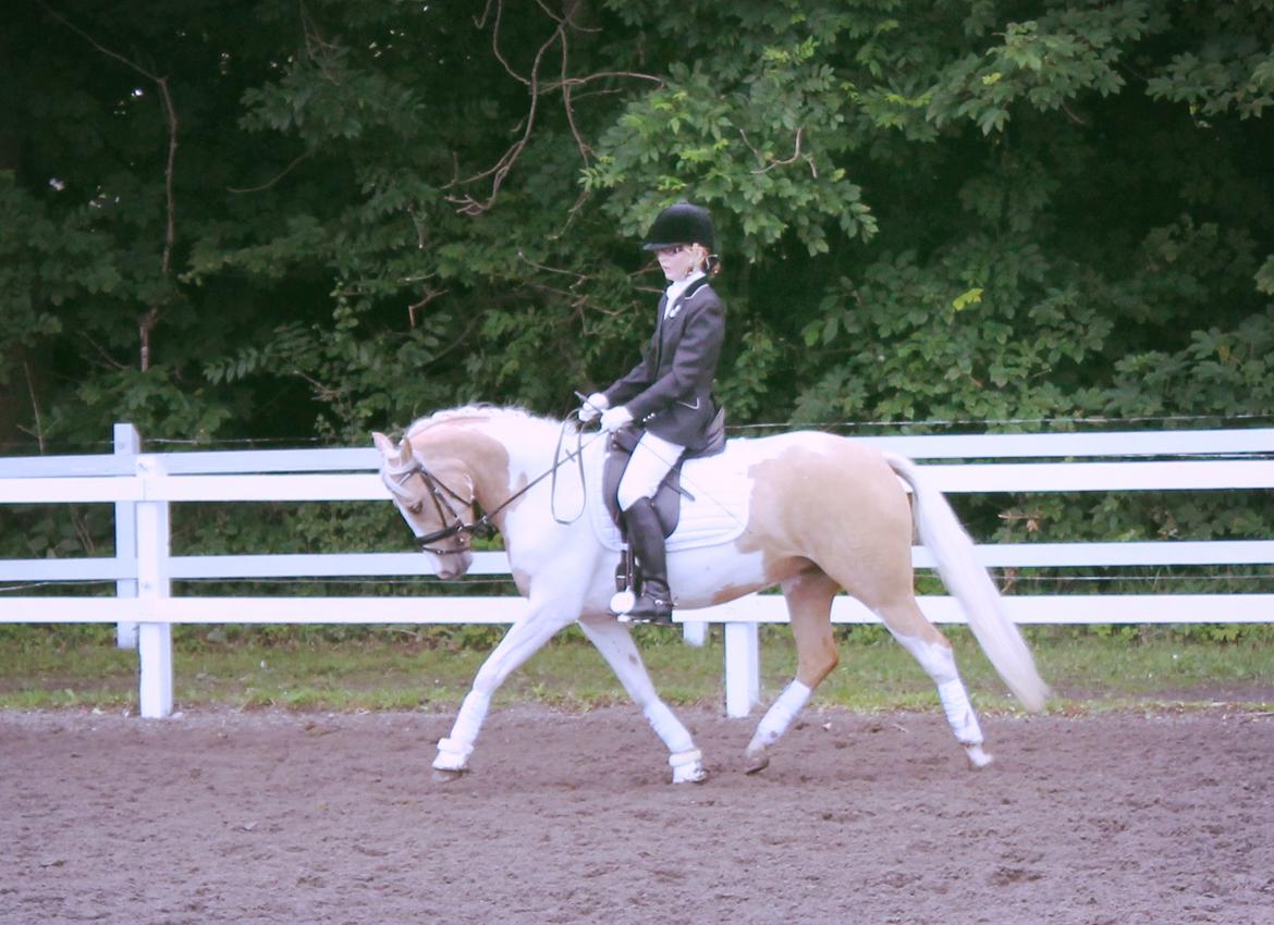 Pinto SHE DE LUXE HØJGÅRD [Tidl. låne hest] - Efter en lille måned sammen, og det er blevet så fint!! - Foto Far billede 10