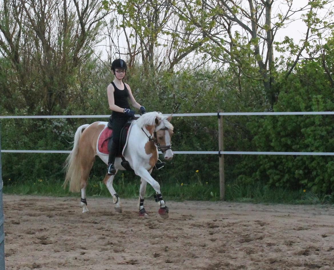 Pinto SHE DE LUXE HØJGÅRD [Tidl. låne hest] - Første gang på hende, og hun er bare så fin <3 - Foto Far billede 2