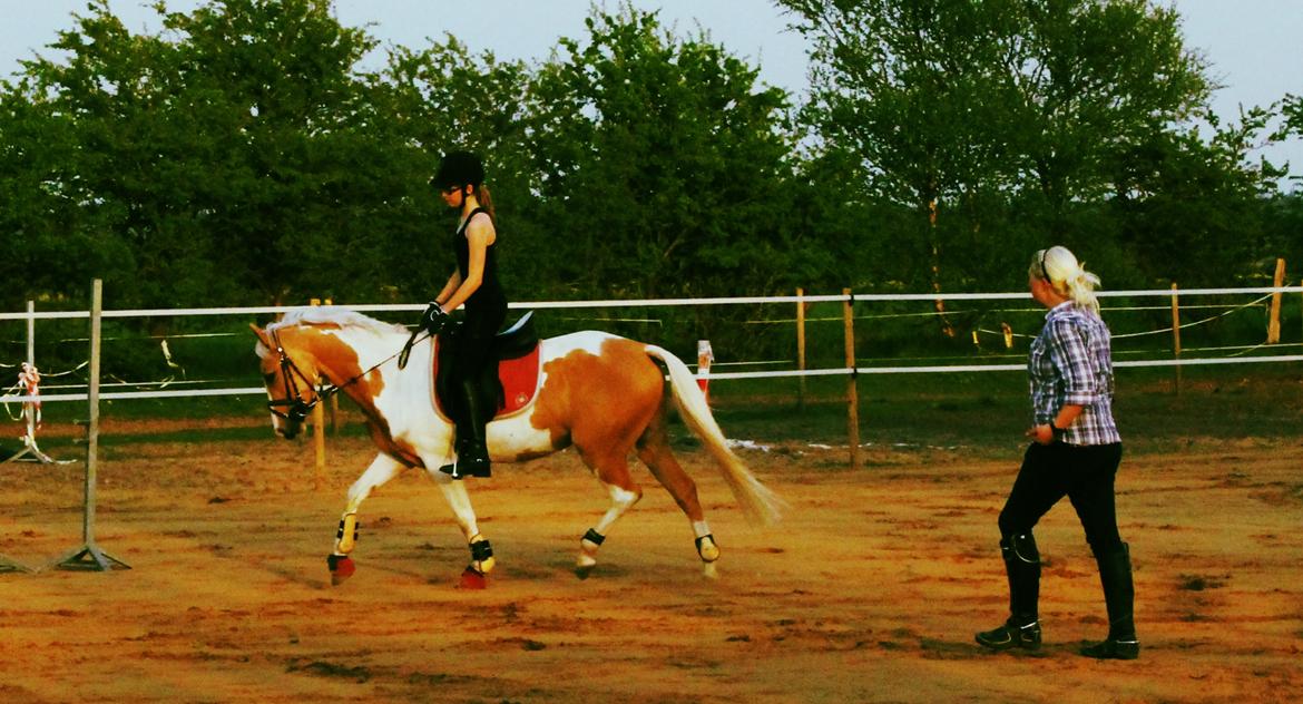 Pinto SHE DE LUXE HØJGÅRD [Tidl. låne hest] - Hos Stutteri Højgård, hvor hun bare var så fin! <3 - Foto Far billede 4