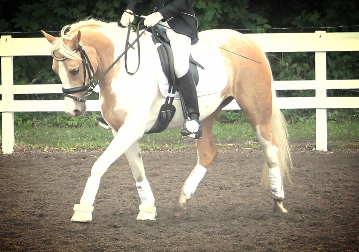 Pinto SHE DE LUXE HØJGÅRD [Tidl. låne hest] - Skøn lille pony!! <3 - Foto Far billede 9