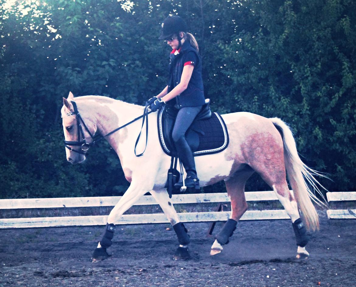 Pinto SHE DE LUXE HØJGÅRD [Tidl. låne hest] - Min lille skat! <3 Savner dig! <3 billede 14
