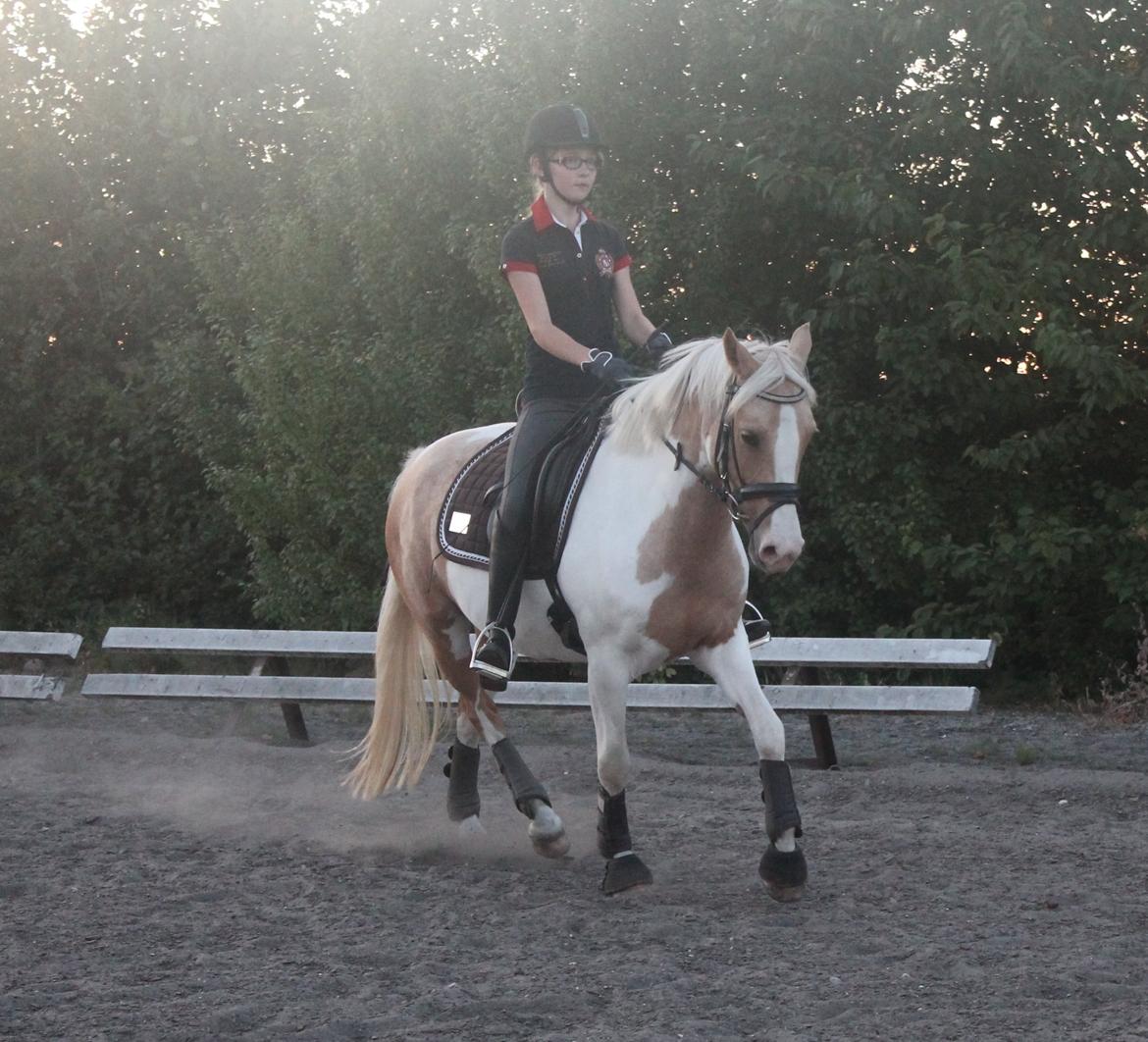 Pinto SHE DE LUXE HØJGÅRD [Tidl. låne hest] - på vores 2 måneders dag! <3 Vores sidste tur sammen! <3 :'( billede 15