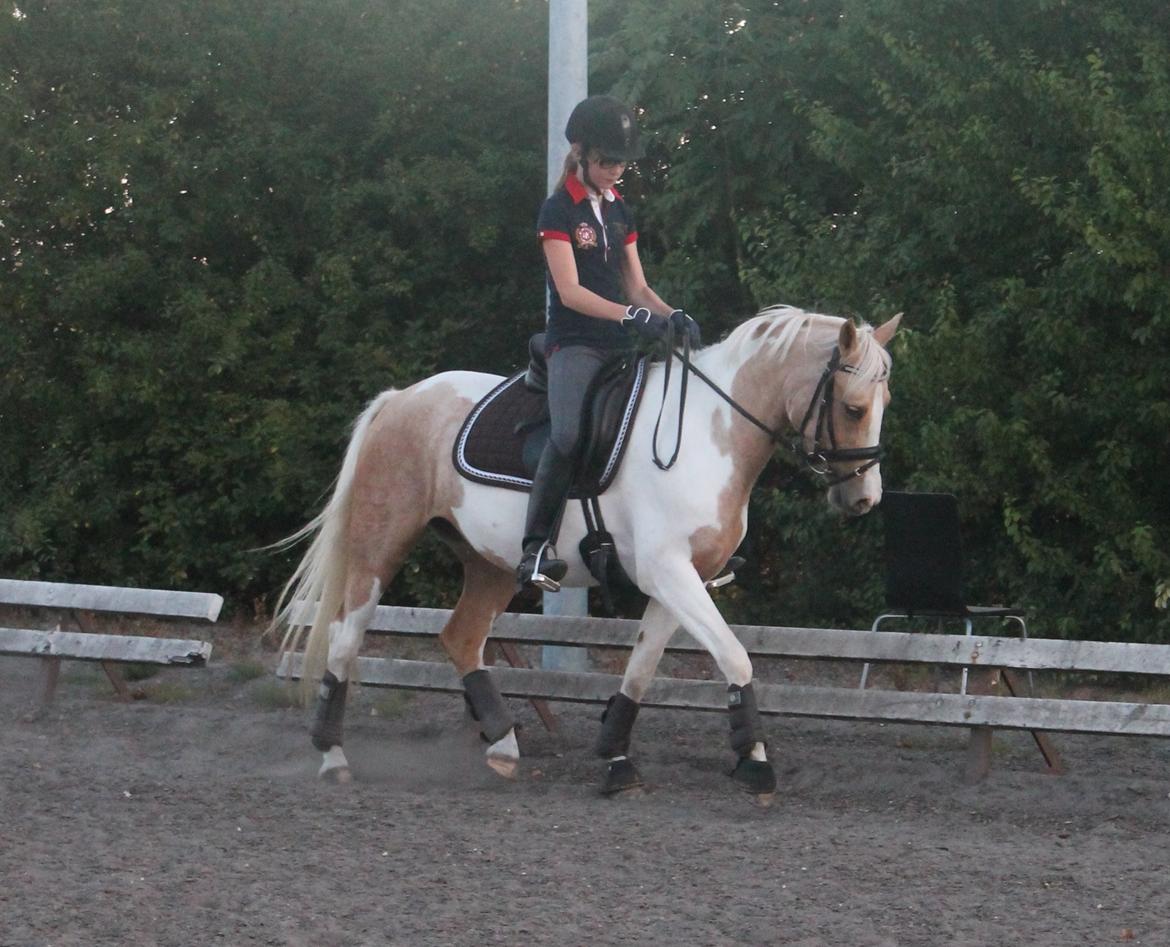 Pinto SHE DE LUXE HØJGÅRD [Tidl. låne hest] - <3 billede 16