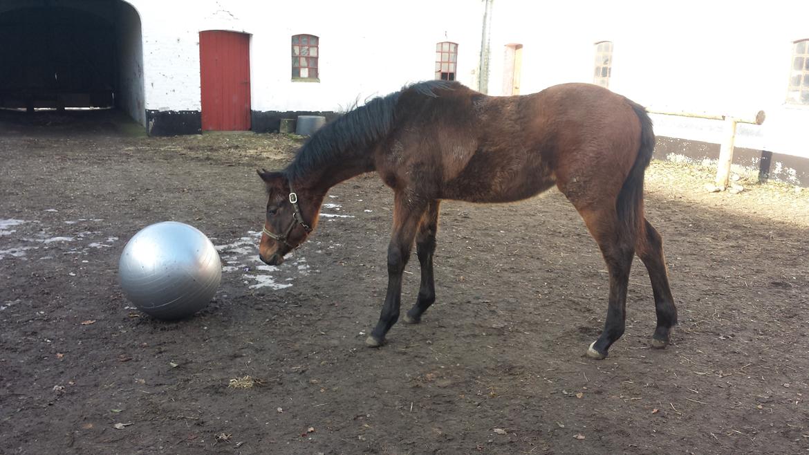 Dansk Varmblod Wajes Quick-Lady billede 17