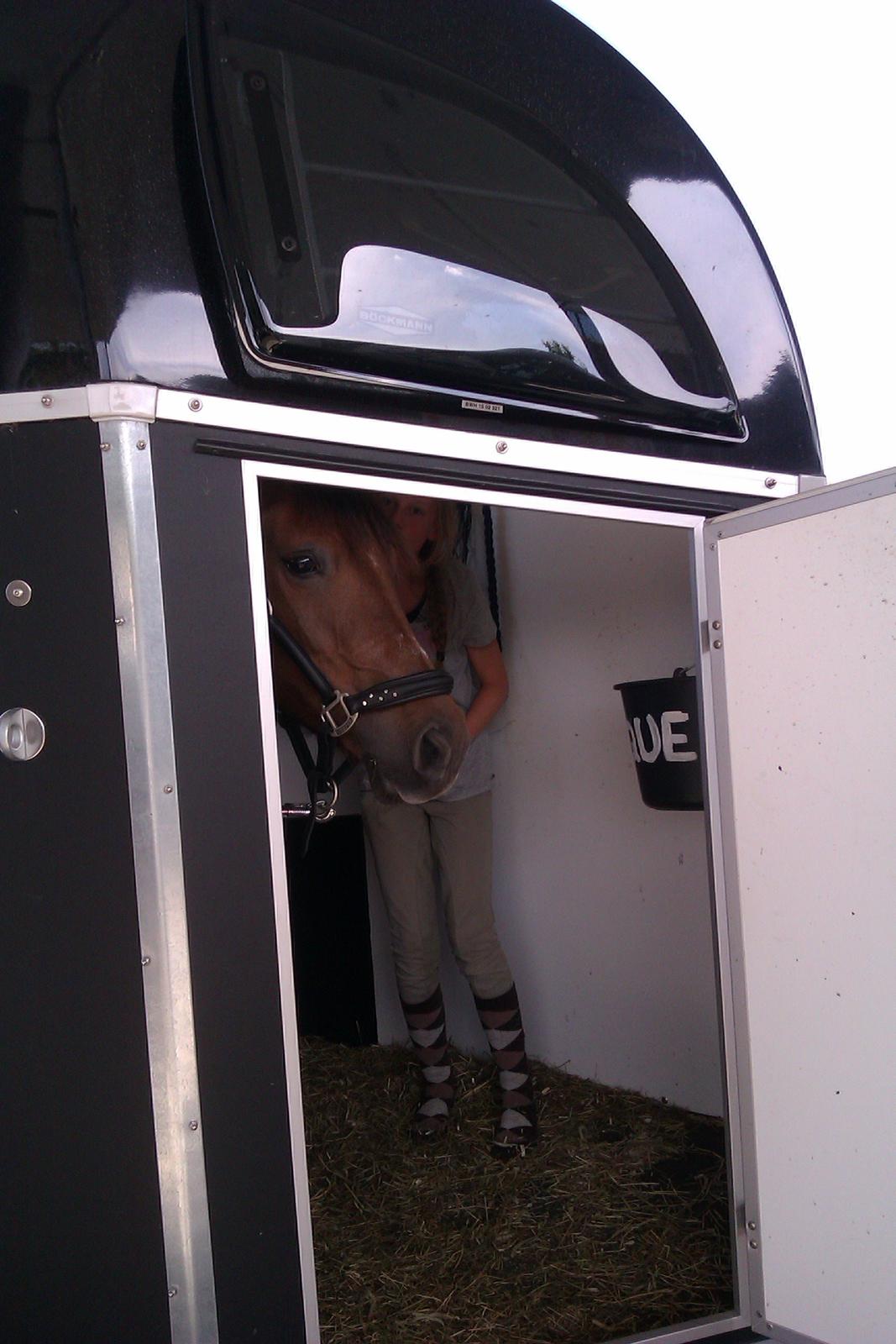 New Forest Danique *Pensionist* - Skønne Danique som elsker at køre i trailer! <3 billede 23