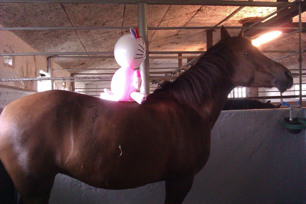 New Forest Danique *Pensionist* - Danique tinker nok at mig og Kristine er underlige! :P billede 15