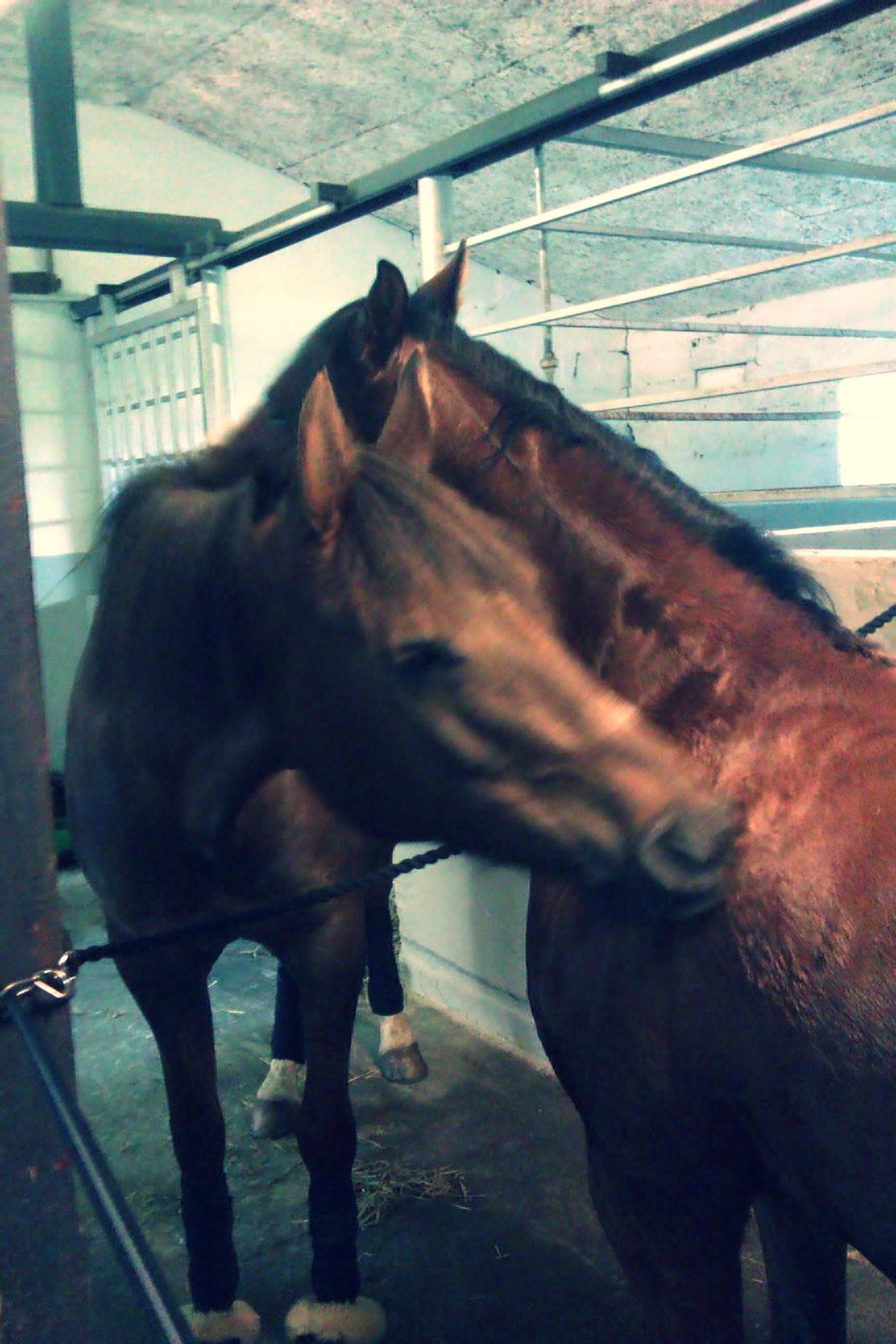 New Forest Danique *Pensionist* - Clark og Danique best friends for ever!! <3 billede 14