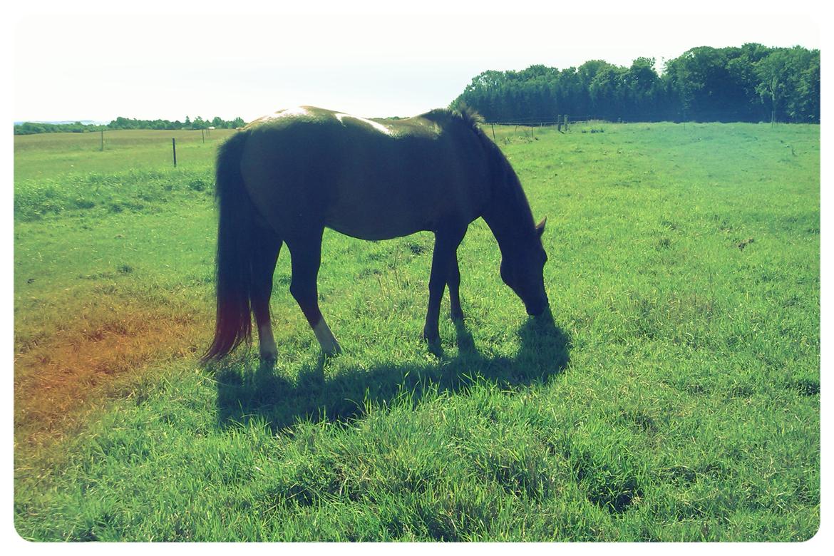 New Forest Danique *Pensionist* - Mussen på fold! <3 billede 24