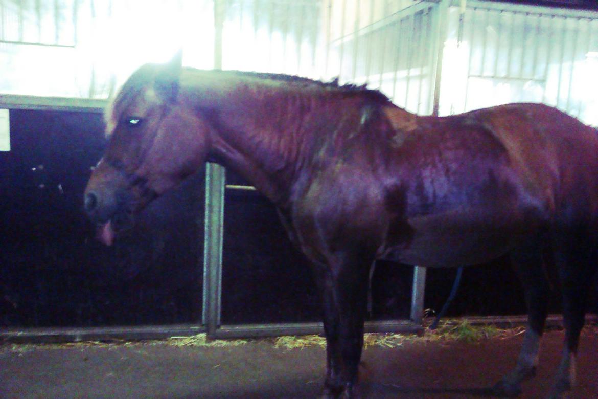 New Forest Danique *Pensionist* - En hård ridetur! <3 Hun sveder meget :P billede 25