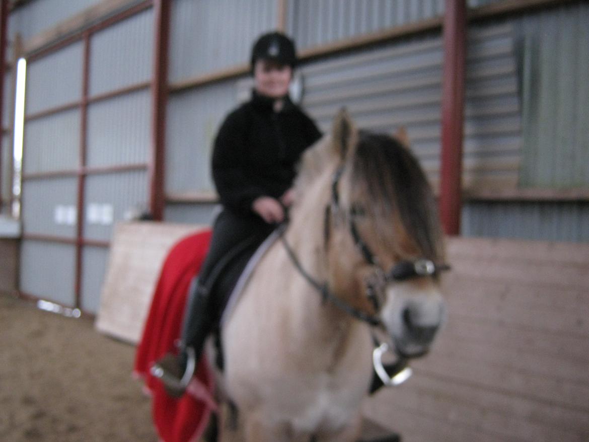 Fjordhest Ronja rud - undskyld at billede ikke er så godt men det er ikke det bedste kamra  jeg har  billede 2